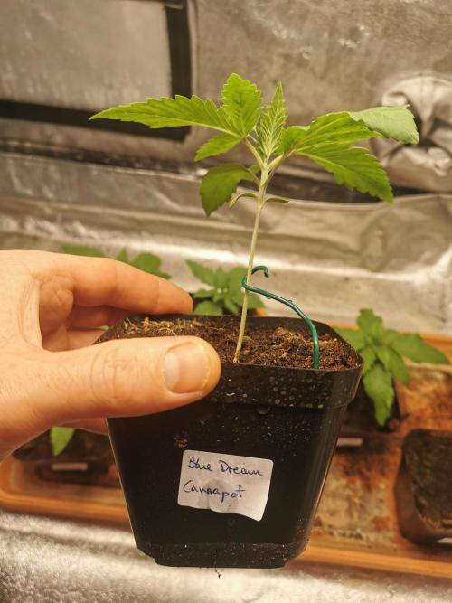 Cannapot grow #3. Week 2