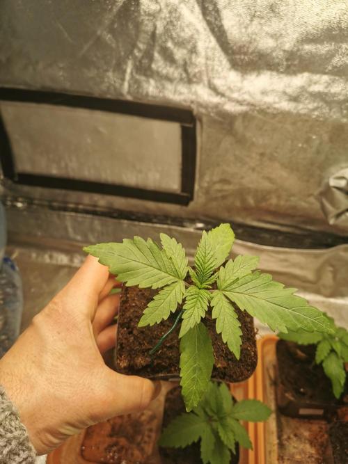 Cannapot grow #2. Week 2