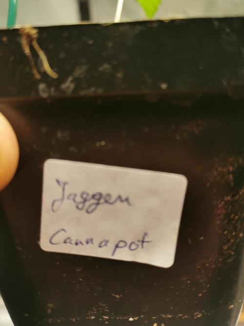 Cannapot grow #2. Week 2