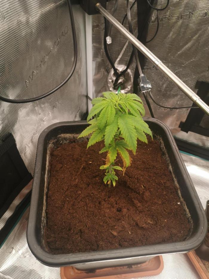 Cannapot grow #2. Week 4