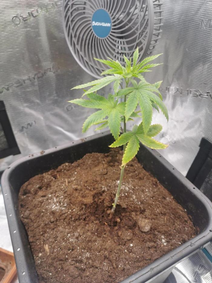 Lemon Treeee 🍋. Week 4