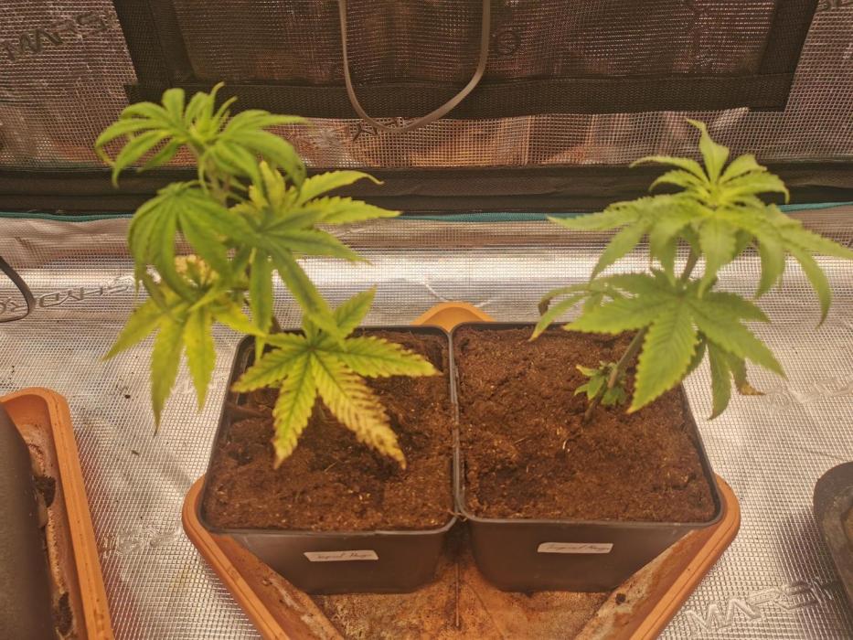 Cannapot grow #4. Week 4 - Both doing well , hopefully so well that feminine is the choice to be 😅
