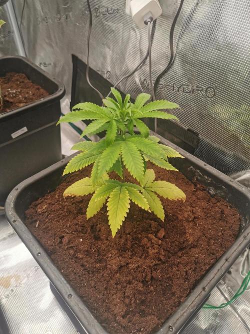 Cannapot grow #3. Week 4