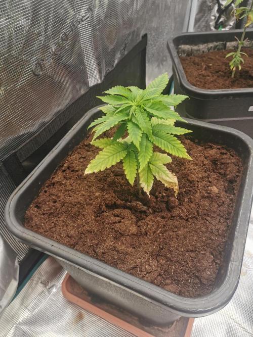 Cannapot grow #3. Week 4