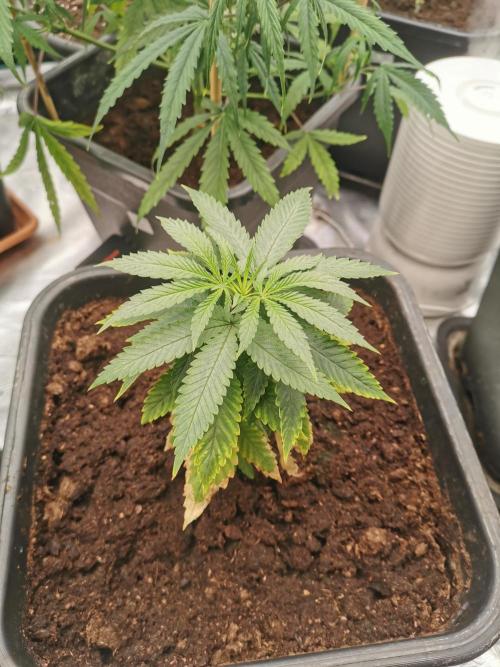 Cannapot grow #3. Week 5
