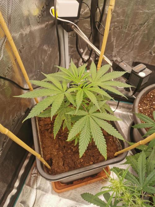 Cannapot grow #2. Week 5