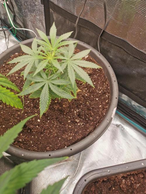 Cannapot grow #4. Week 5 - Freshly transplanted but looking good 👌