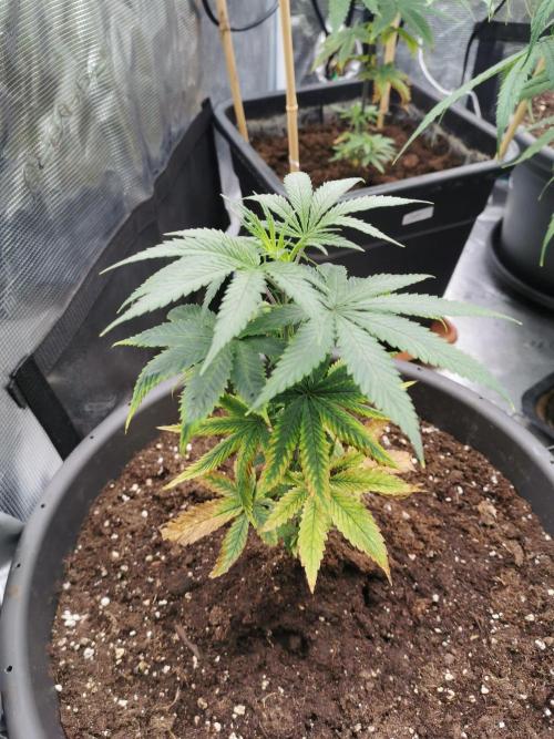 Cannapot grow #4. Week 5 - Freshly transplanted but looking good 👌