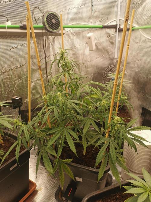 Sour Diesel auto Humbold. Week 5 - She is a diesel queen 👑