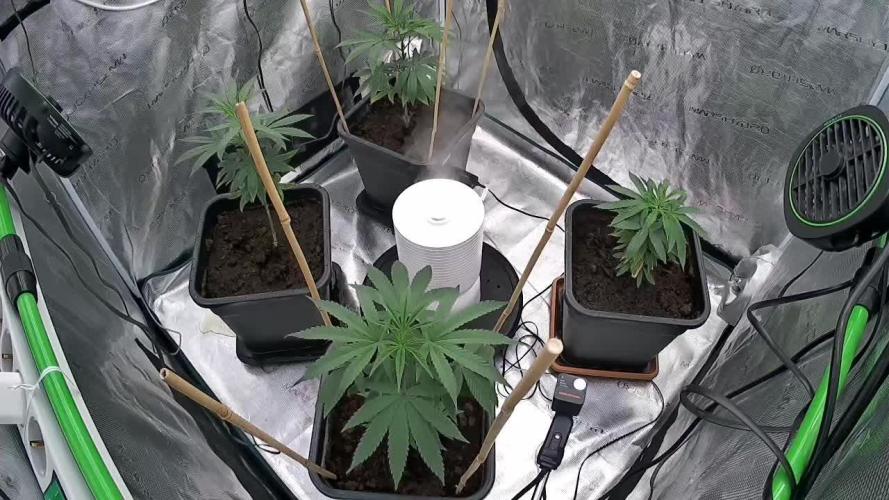 Cannapot grow #3