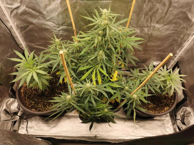 Sour Diesel auto Humbold. Week 5 - 😍 👑 