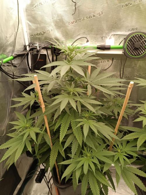 Jaggen - Cannapot seeds. Week 7 - Little nitrogen excess. Jaggen or Jack herer ist known for that. 😅🤓