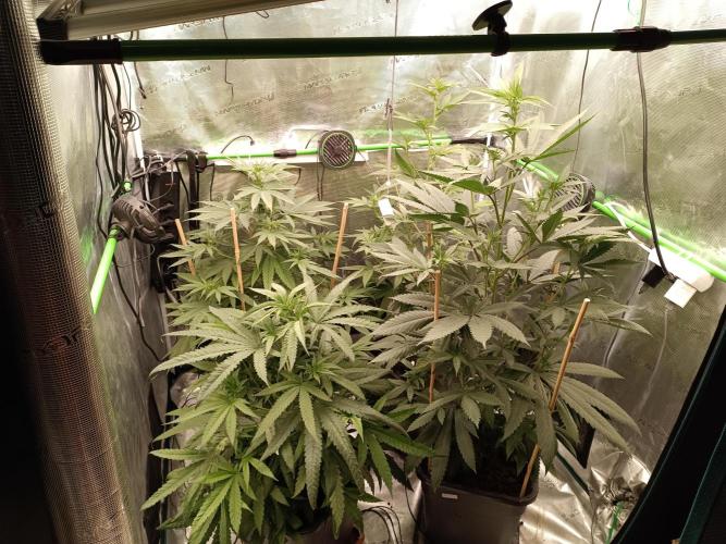 Jaggen - Cannapot seeds. Week 7