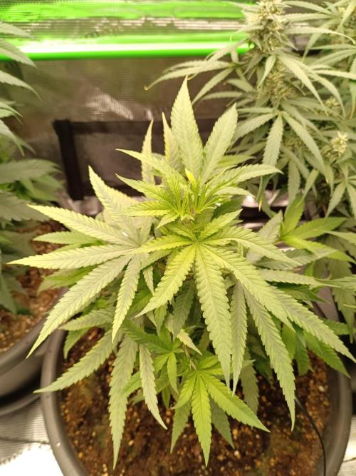 Tropical Mango - Cannapot seeds. Week 7
