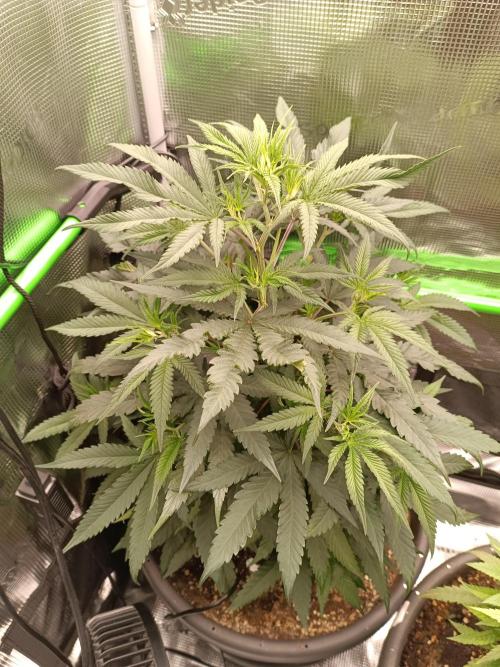 Tropical Mango - Cannapot seeds. Week 7