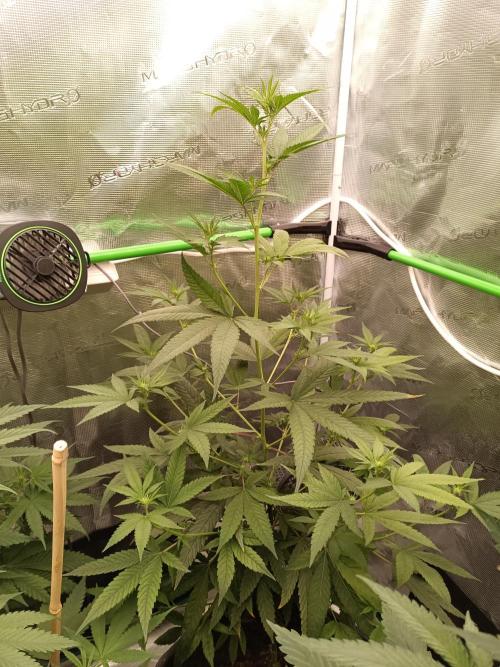 Lemon Tree. Week 7