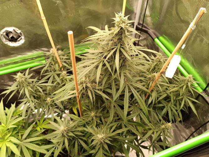 Sour Diesel auto - Humboldt. Week 6