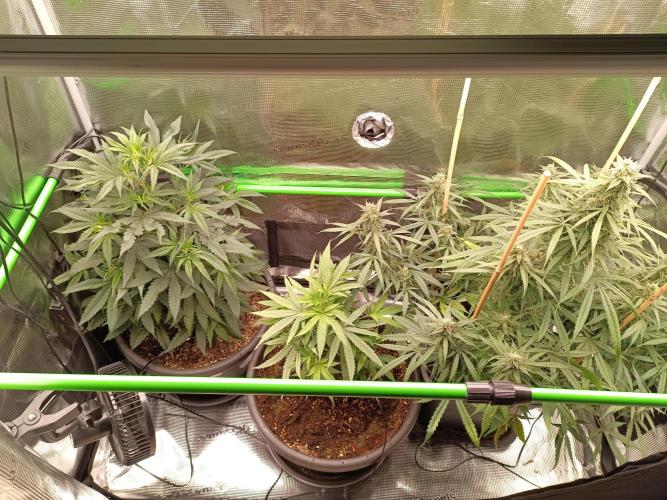 Sour Diesel auto - Humboldt. Week 6