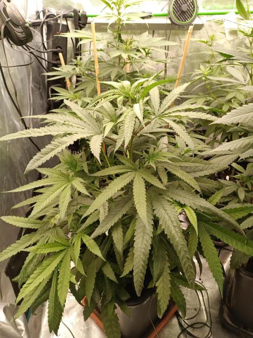 blue dream - Cannapot seeds. Week 7 - The smaller bluedream, she is the half of her sister 😅
