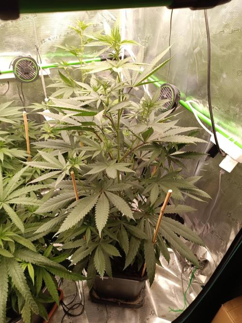 blue dream - Cannapot seeds. Week 7 - She wanted to grow and touch the 🌞, continously pulling Up my light for her😏
