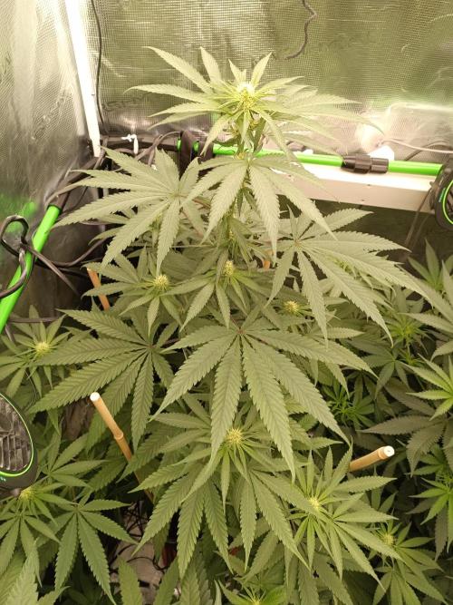 Jaggen - Cannapot seeds. Week 8 - Jaggen is a Beauty 