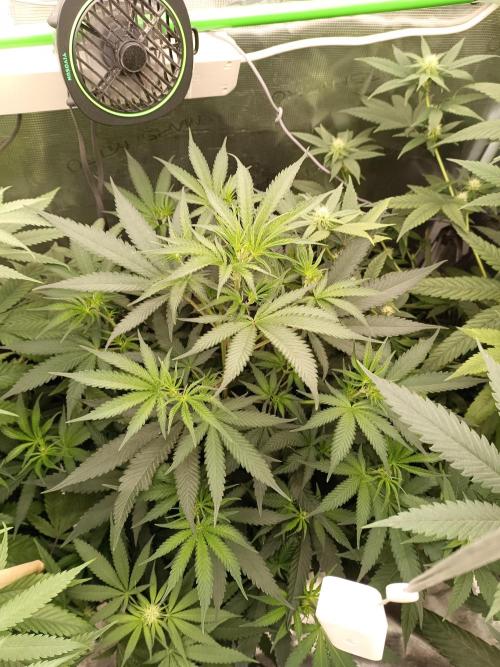 Tropical Mango - Cannapot seeds. Week 8 - Mango #2
She is taller then #1
I would gues around 20 cm.