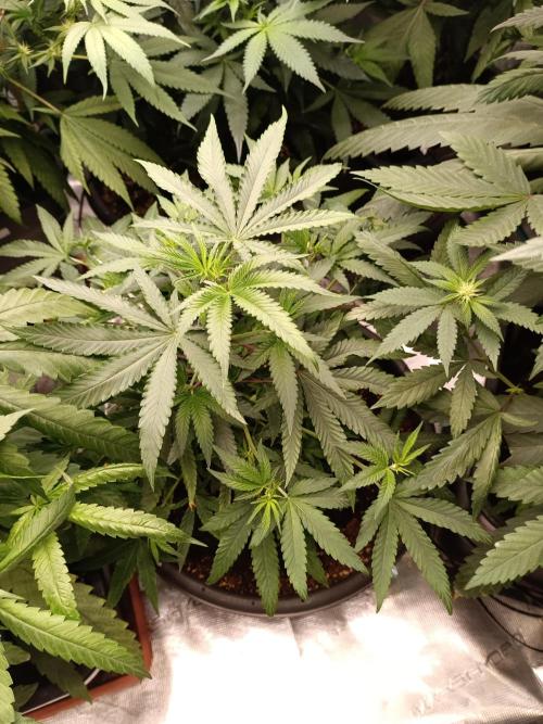 Tropical Mango - Cannapot seeds. Week 8 - Mango #1 