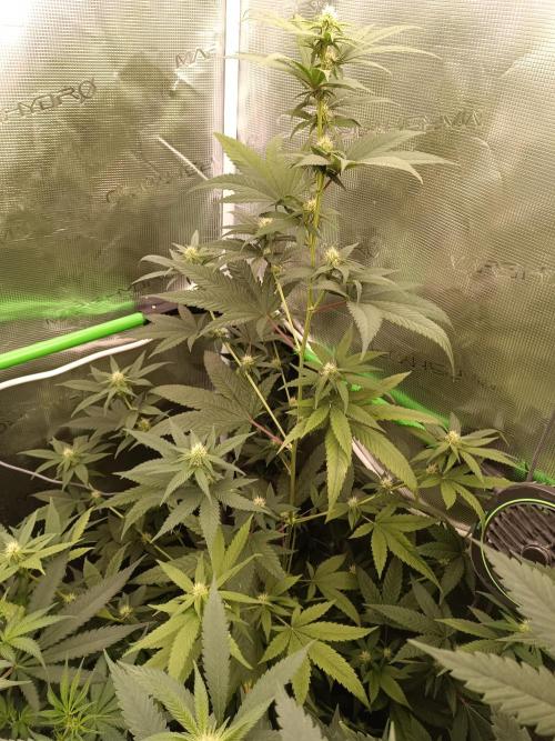 Lemon Tree. Week 8