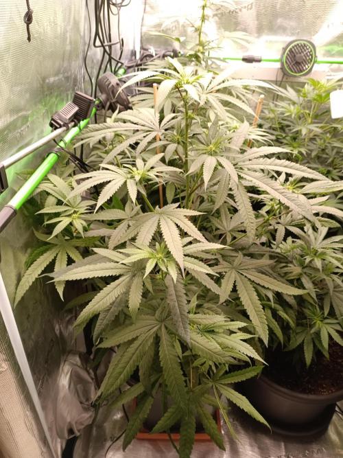 blue dream - Cannapot seeds. Week 8 - The small blue dream