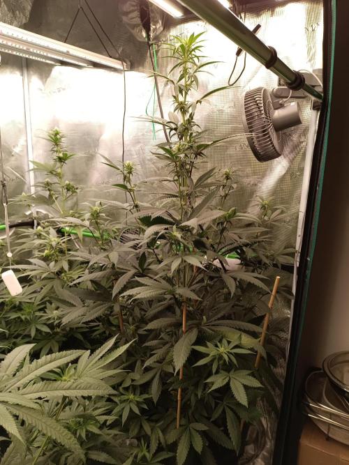 blue dream - Cannapot seeds. Week 8 - The TALL blue dream 😬😅
She is kissing the light 