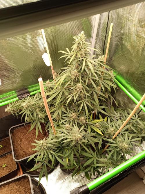 Sour Diesel auto - Humboldt. Week 7 - Another three weeks and she'll be ready ❤️🤞
