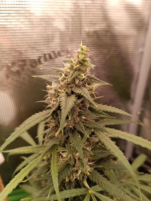 Sour Diesel auto - Humboldt. Week 7 - Top Nugget 🌶️