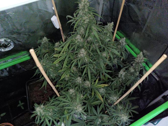 Sour Diesel auto - Humboldt. Week 8