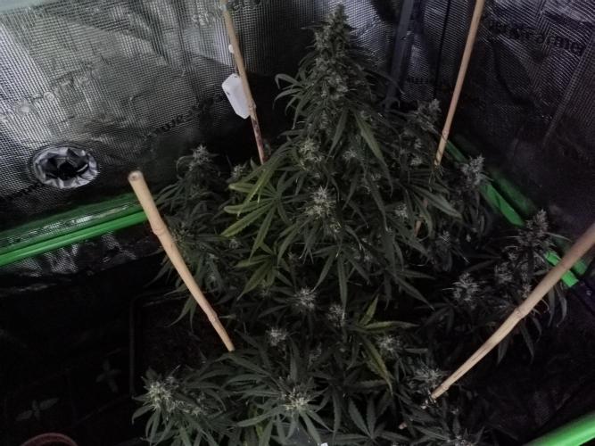 Sour Diesel auto - Humboldt. Week 8