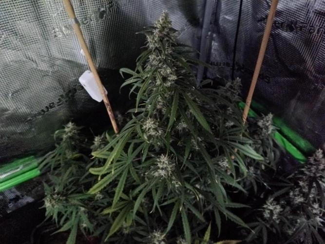 Sour Diesel auto - Humboldt. Week 8