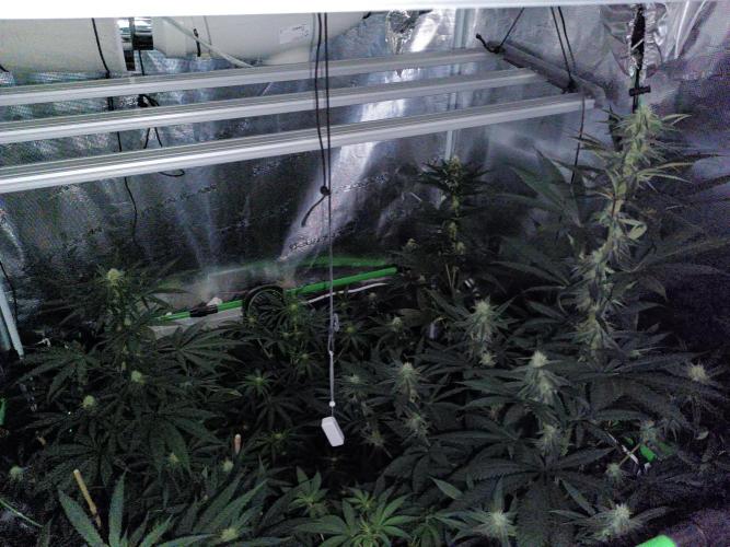 Lemon Tree. Week 9