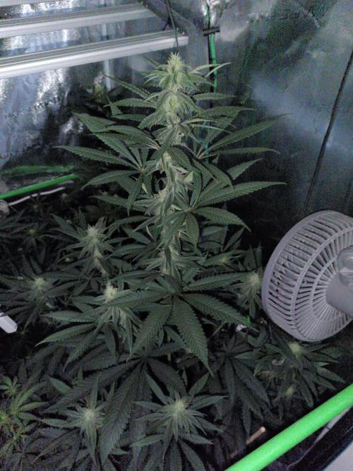 blue dream - Cannapot seeds. Week 9