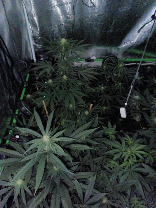 Jaggen - Cannapot seeds. Week 9 - Jack jaggen the great 🔥 is doing well #left Side in the Back end Corner 