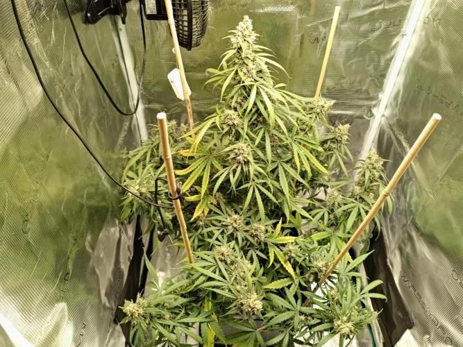 Sour Diesel auto - Humboldt. Week 9
