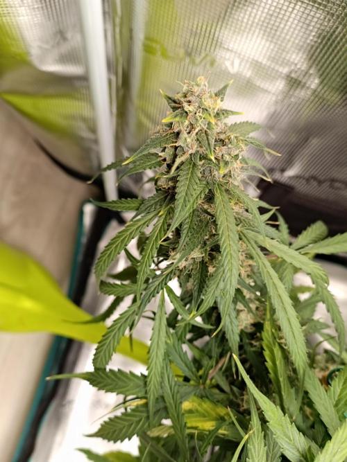 Sour Diesel auto - Humboldt. Week 9