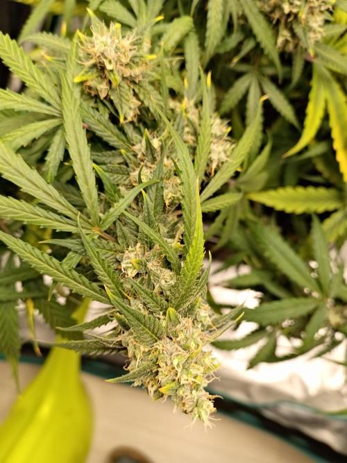 Sour Diesel auto - Humboldt. Week 9