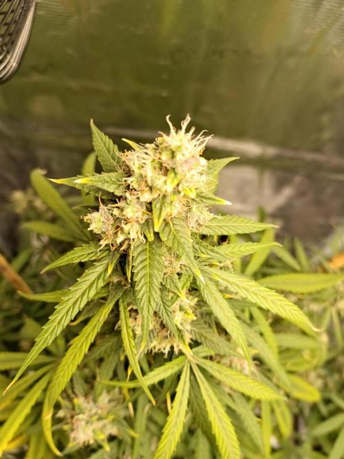 Sour Diesel auto - Humboldt. Week 9