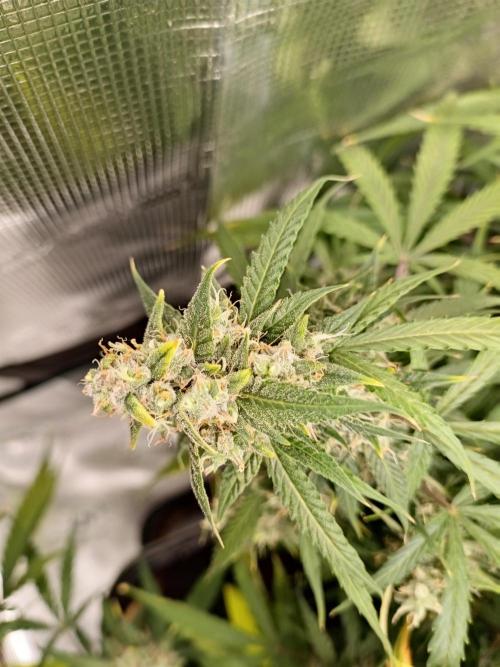 Sour Diesel auto - Humboldt. Week 9