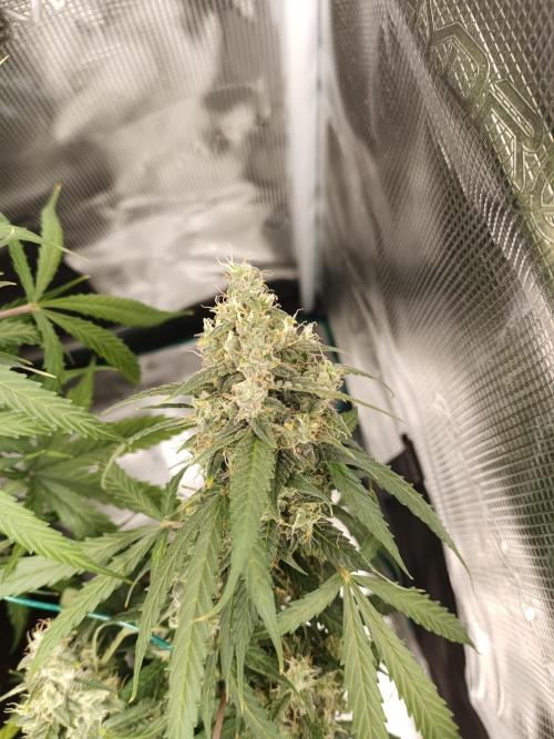 Sour Diesel auto - Humboldt. Week 9