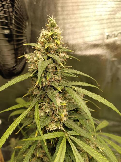 Sour Diesel auto - Humboldt. Week 9