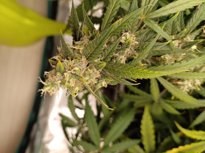 Sour Diesel auto - Humboldt. Week 9