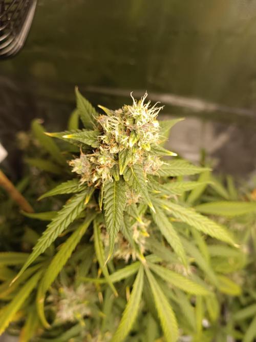 Sour Diesel auto - Humboldt. Week 9
