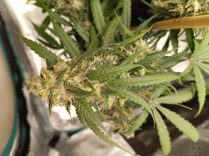 Sour Diesel auto - Humboldt. Week 9