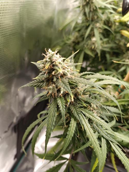 Sour Diesel auto - Humboldt. Week 9