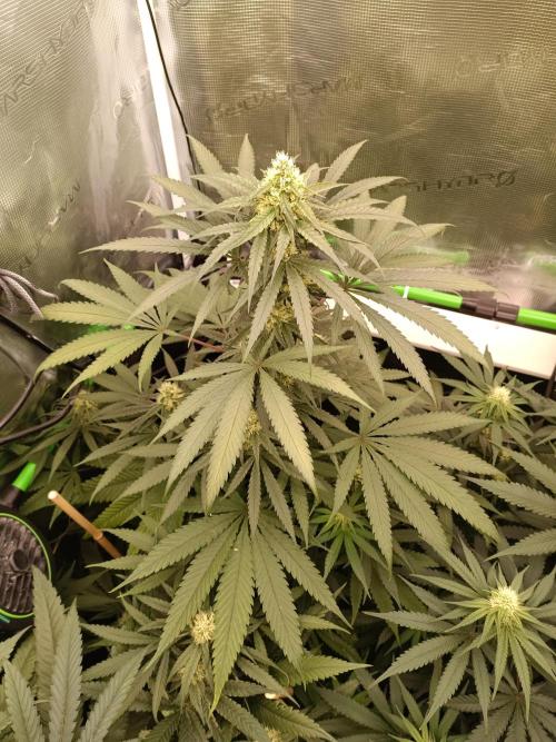 Jaggen - Cannapot seeds. Week 9